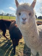 Alpacas, Vrouwelijk, Geit