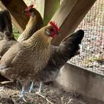 Drentse hoen 2 en 1 kriel, Dieren en Toebehoren, Meerdere dieren, Kip