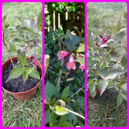 Weigelia Purpurea – sierlijke struik met paarse, Tuin en Terras, Planten | Struiken en Hagen, Struik, Overige soorten, Minder dan 100 cm