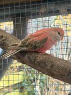 Bourkesparkiet pale fallow 2025 man, Dieren en Toebehoren, Mannelijk, Parkiet, Geringd