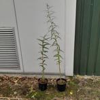 2× Salix alba (wilg), Tuin en Terras, Planten | Bomen, Overige soorten, 100 tot 250 cm, Zomer, Ophalen