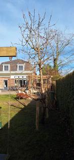 Kersenboom, Ophalen, 400 cm of meer, Kersenboom