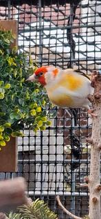 Koppel putters, Dieren en Toebehoren, Vogels | Kanaries, Meerdere dieren, Bastaard