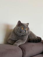 Dekkater brits korthaar met ervaring( NIET TE KOOP), Dieren en Toebehoren