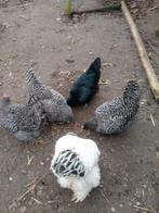 5 kippen Hollandse blauwe brahma Australorp eventueel+ hok, Dieren en Toebehoren, Pluimvee, Vrouwelijk, Kip