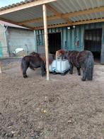 Pony verzorger gevraagd, Dieren en Toebehoren, Ophalen of Verzenden