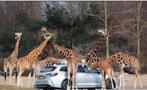 🦓🦩🦍🦒 4 tickets  Safaripark Beekse Bergen twv 126 euro, Drie personen of meer, Ticket of Toegangskaart