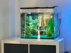 Aquariums , filterpompen , lamoen en decoratie ., Ophalen, Zo goed als nieuw, Plant(en), Steen of Hout