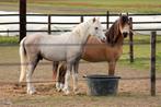 Welsh a Pony jaarling (ruin/merrie), Dieren en Toebehoren, Pony's, Gechipt, 0 tot 2 jaar, A pony (tot 1.17m), Onbeleerd