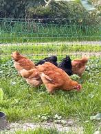 Hanen haantjes new Hampshire barnevelder, Dieren en Toebehoren, Mannelijk, Kip