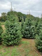 kerstbomen Picea Omorika 225-250, Tuin en Terras, Planten | Bomen, Bloeit niet, Overige soorten, 100 tot 250 cm, Ophalen
