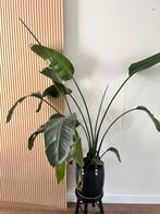 Strelitzia met nieuwe bladeren, Huis en Inrichting, Kamerplanten, Ophalen, 100 tot 150 cm, Overige soorten, In pot