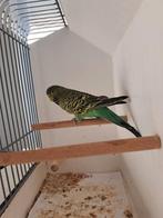 Grasparkiet blackface groen man, Dieren en Toebehoren, Mannelijk, Parkiet, Geringd