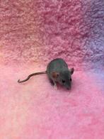 Tamme dwergratten vrouw, Rat, Vrouwelijk, Tam, September