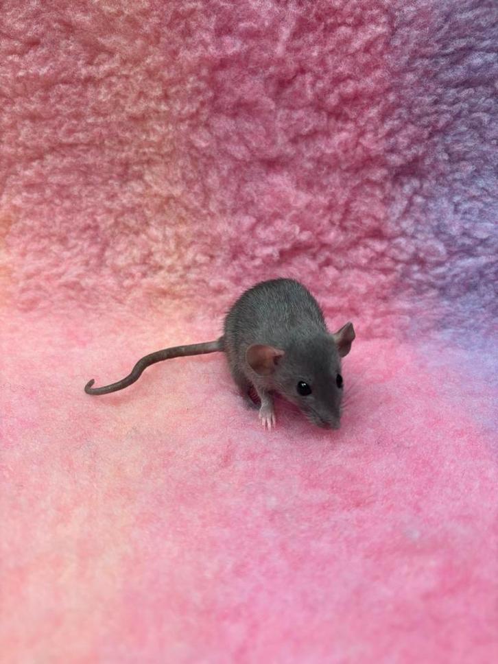 Tamme dwergratten vrouw, Dieren en Toebehoren, Knaagdieren, Vrouwelijk, Rat, September, Tam