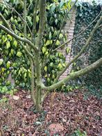 Cornus Kousa, Ophalen, Halfschaduw, Overige soorten, 250 tot 400 cm