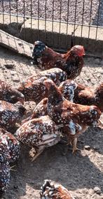 Wyandotte kriel porselein GRATIS, Dieren en Toebehoren, Meerdere dieren, Kip