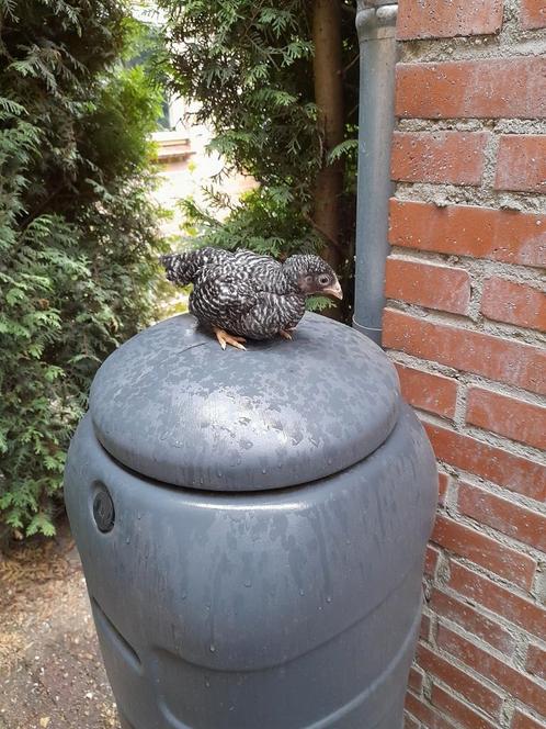 Amrock kriel kuikens HENNEN, Dieren en Toebehoren, Pluimvee, Kip, Vrouwelijk