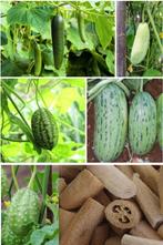 Komkommer zaden, Verzenden, Zaad