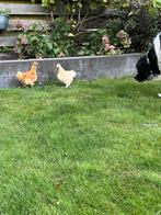 Zijdehoen kriel haantjes, Dieren en Toebehoren, Pluimvee, Mannelijk, Kip