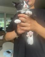 kitten, Geslacht onbekend