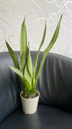 Sansevieria Moonshine - 50cm, Ophalen of Verzenden, Halfschaduw, Minder dan 100 cm
