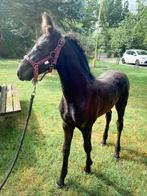Fries merrieveulen, Dieren en Toebehoren, Paarden, Merrie, Niet van toepassing, Dressuurpaard, 0 tot 2 jaar