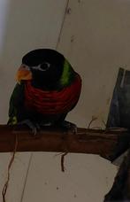 Massenalori, Dieren en Toebehoren, Vogels | Overige Vogels, Geslacht onbekend, Tropenvogel, Geringd