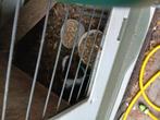 Cavia te koop (beer), Dieren en Toebehoren, Minder dan 75 cm, Zo goed als nieuw, Hok, Cavia