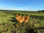 Jonge wyandotte kriel kippen buff kleur gesekst + ingeënt, Dieren en Toebehoren, Pluimvee, Vrouwelijk, Kip