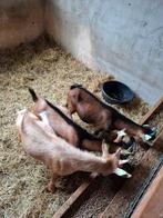 Dekbokjes, Dieren en Toebehoren, Schapen, Geiten en Varkens, Meerdere dieren, Geit