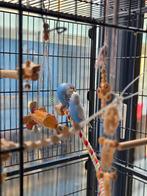 Jonge grasparkieten 2,5 maanden, Dieren en Toebehoren, Vogels | Parkieten en Papegaaien, Meerdere dieren, Parkiet