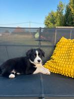 Australian shepherd pups( mini), Dieren en Toebehoren, Honden | Herdershonden en Veedrijvers, België, Fokker | Hobbymatig, CDV (hondenziekte)