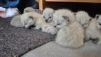 Siamees kittens, Meerdere dieren, Ontwormd, 0 tot 2 jaar