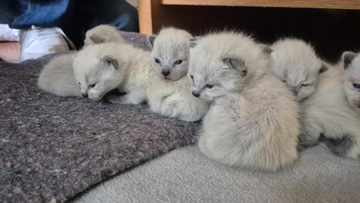 Siamees kittens, Dieren en Toebehoren, Katten en Kittens | Raskatten | Korthaar, Meerdere dieren, 0 tot 2 jaar, Ontwormd, Ingeënt