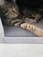 Lieve, sociale jonge poes, Poes
