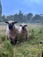 Shropshire rammen, Dieren en Toebehoren, Schapen, Geiten en Varkens, Mannelijk, Schaap