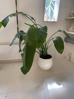 Mooie grote kamer plant, Ophalen of Verzenden
