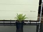 Agave - Attenuata - hoogte 50 cm, Tuin en Terras, Planten | Bomen, In pot, Overige soorten, Volle zon, Bloeit niet