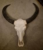 Buffel schedel, Ophalen