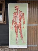 Vintage anatomische schoolplaat “Muskeln (Rückseite)” 1960, Ophalen of Verzenden, Natuur en Biologie