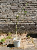 Hibiscusstruik ca 100 cm hoog, Tuin en Terras, Planten | Struiken en Hagen, Ophalen