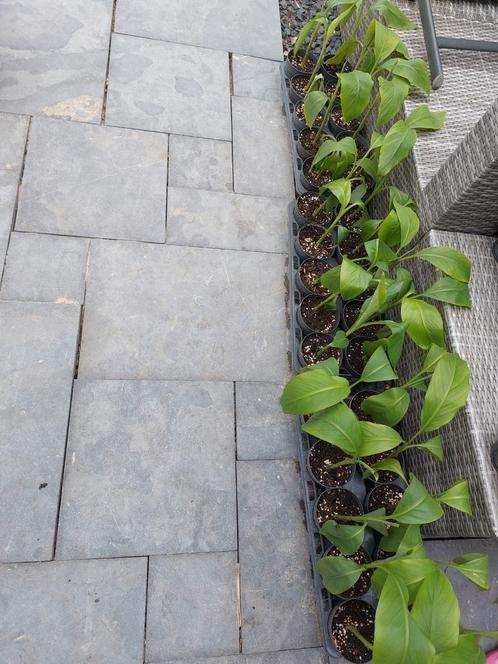Musa basjoo, Tuin en Terras, Planten | Tuinplanten, Halfschaduw, Zomer, Ophalen of Verzenden