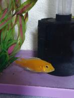 Electric Yellow Cichlid, tropische warm water vis., Dieren en Toebehoren, Vissen | Aquariumvissen, Vis