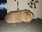 Lemon agouti zeug, Dieren en Toebehoren, April, Vrouwelijk, Cavia