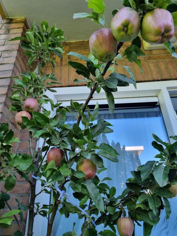 Mooie appelboom in pot - biologisch en vruchtbaar!, Tuin en Terras, Planten | Fruitbomen, Appelboom, 100 tot 250 cm, In pot, Ophalen of Verzenden