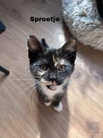 2 Prachtige Kittens – Britse Langhaar x Europese Korthaar, Meerdere dieren, Kortharig, 0 tot 2 jaar