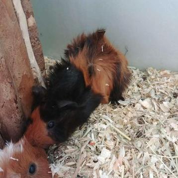 Cavia's te koop  beschikbaar voor biedingen