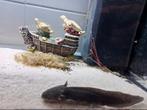 Axolotl te koop met aquarium, Dieren en Toebehoren, Vissen | Aquariumvissen, Zoetwatervis, Overige typen