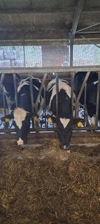 Fries hollands vee te koop, Dieren en Toebehoren, Runderen, Vrouwelijk, 0 tot 2 jaar